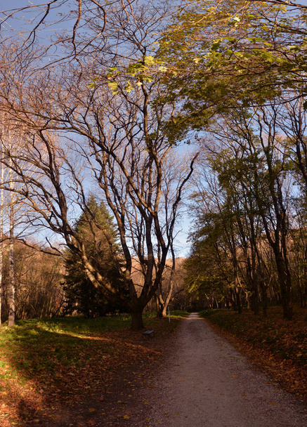в лесу на осенних деревьях без листьев
 - Фото, изображение