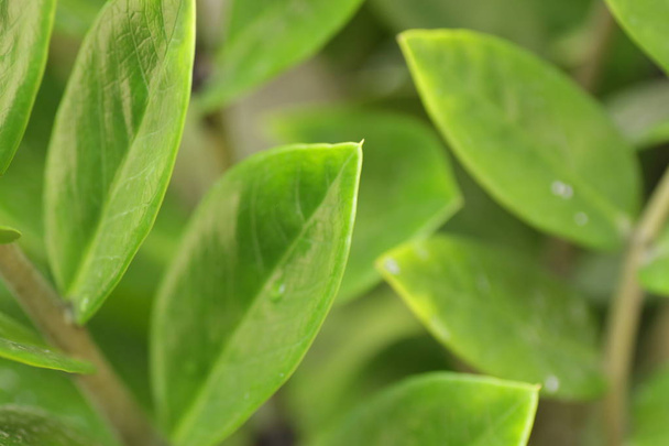 Zanzibar gem / Zamioculcas leafs, macro shoot for background - Фото, зображення