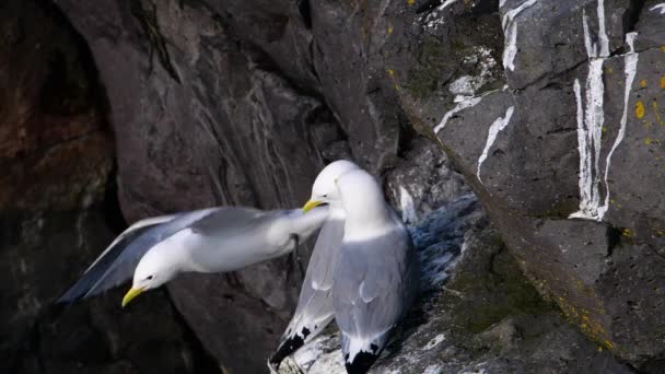 A Seagull sits on a ocean rock. Close up Slow Motion in Iceland - Footage, Video
