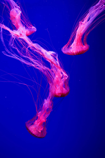 Colorful Jellyfish underwater. Jellyfish moving in water. - Photo, Image
