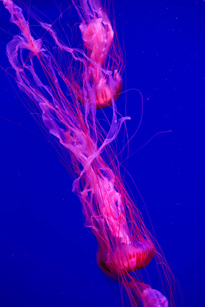 Colorful Jellyfish underwater. Jellyfish moving in water. - Fotoğraf, Görsel