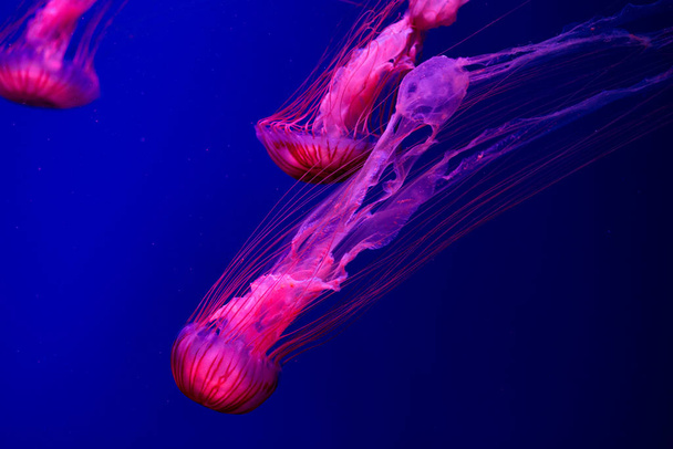 Colorful Jellyfish underwater. Jellyfish moving in water. - Foto, imagen