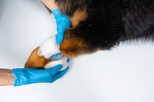 El veterinario vendó la herida en la pata de los perros. Los perros de tratamiento tienen el veterinario
. - Foto, imagen