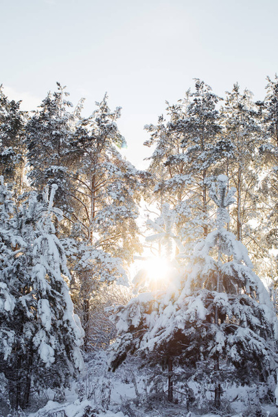 Beautiful snow firs in the sun. Russian winter - Foto, Imagen
