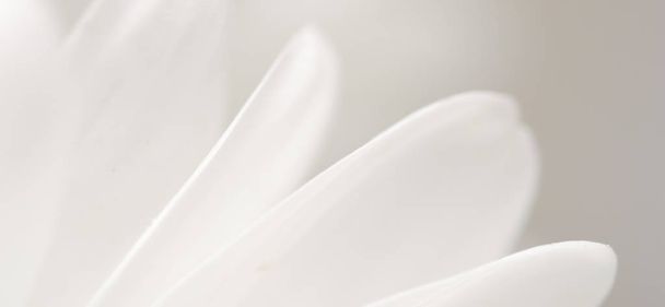 Abstract floral background, white chrysanthemum flower petals. M - Photo, Image