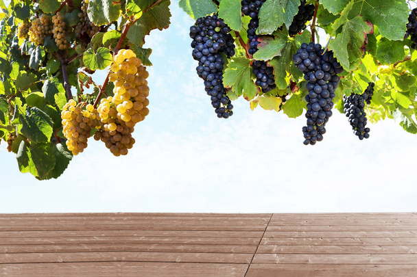 Вирощування червоного вина та білого вина у винограднику перед збиранням врожаю, виноградарство з дегустацією вина у виноробні
 - Фото, зображення