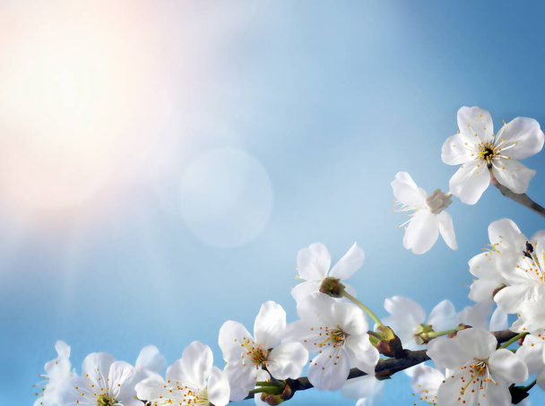 Albero dei fiori sullo sfondo della natura. Fiori primaverili. Sfondo primavera - Foto, immagini