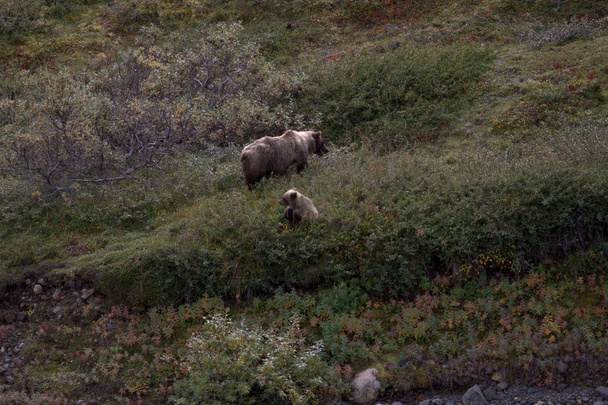 Denali Grizzlies in the fall at Denali - Photo, Image