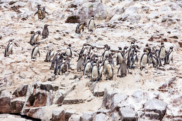Grand groupe de pingouins se dresse sur un rocher, les îles Ballestas, réserve naturelle de Paracas, Pérou, Amérique latine
. - Photo, image
