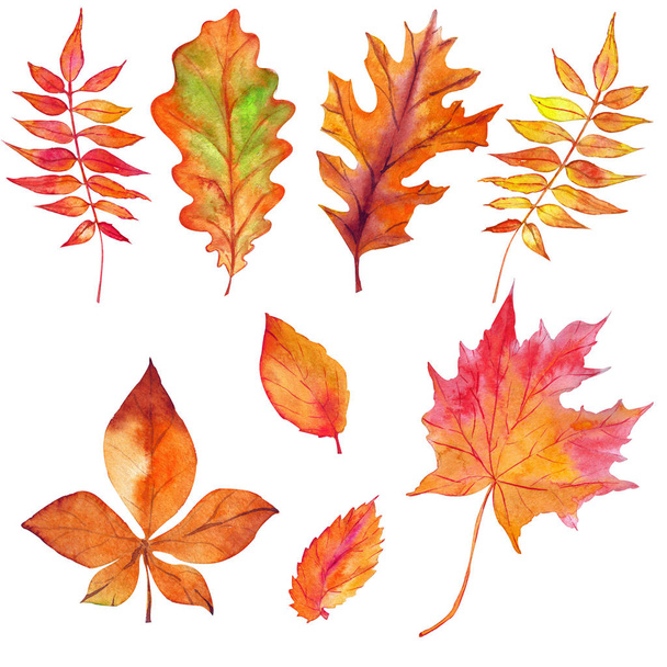 podzimní listí izolované na bílém pozadí - Fotografie, Obrázek