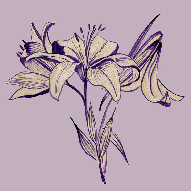 Белая лилия изолирована на белом фоне. Карточка с цветущей лилией. иллюстрация
 - Фото, изображение