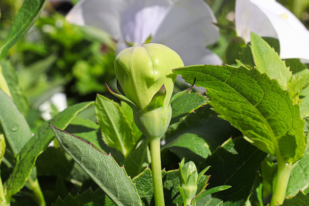 A closeup of an unopened balloon flower bud - Photo, Image