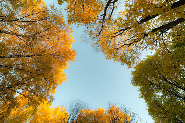 листяні деревні коронки
 - Фото, зображення