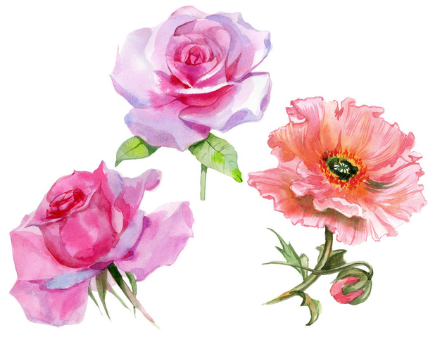 Λουλούδια νερομπογιάς Ροζ τριαντάφυλλα με μωβ παπαρούνες. - Φωτογραφία, εικόνα