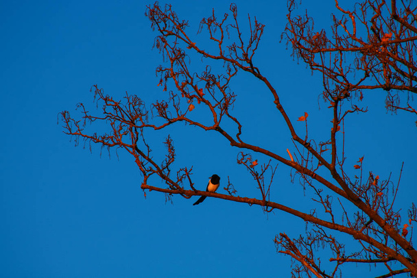Silhueta de um pequeno pássaro branco e preto sentado em um galho ao pôr do sol. Engula ao sol no outono e no inverno
. - Foto, Imagem