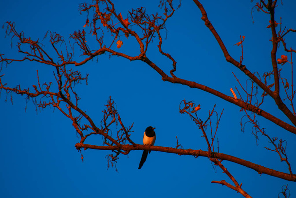 Gün batımında bir dalda oturan küçük beyaz ve siyah bir kuşun silueti. Sonbahar ve kışın güneşte yut. - Fotoğraf, Görsel