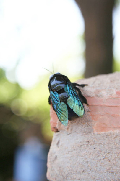 escarabajo perforado de madera metálica Chrysochroa saundersi de Tailandia
 - Foto, imagen