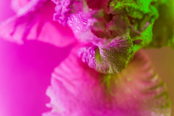 Vivid neon colored iris flower bud - 写真・画像