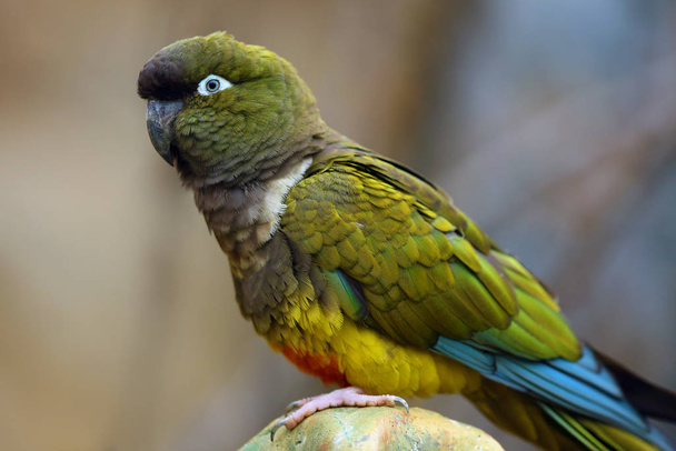 Grabender Papagei (cyanoliseus patagonus) oder Grabender Sittich, auch bekannt als der patagonische Kegel, der auf einem Kaktus sitzt. - Foto, Bild