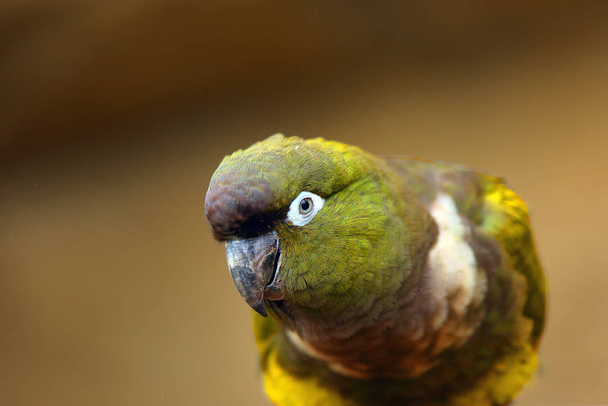 Папуга, що закопується (Cyanoliseus patagonus) або папуга, також відомий як патагонський конюх (портативний птах).. - Фото, зображення
