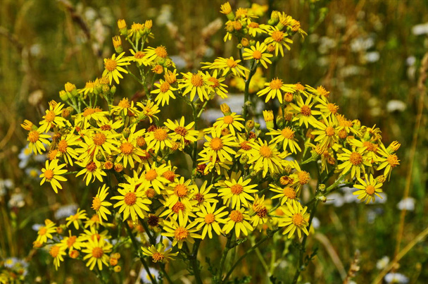 Senecio erucifolius. Flores silvestres amarillas
 - Foto, Imagen