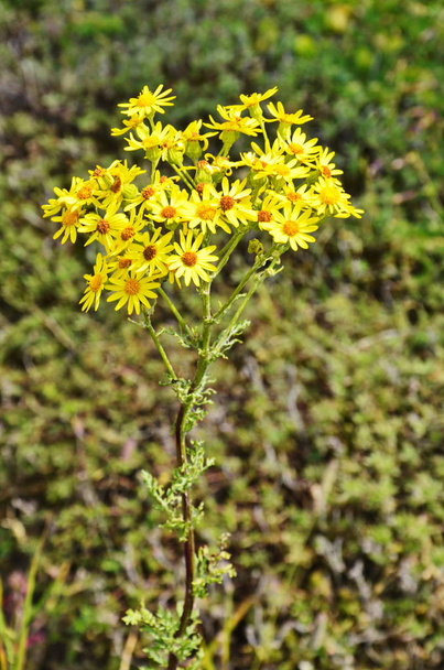 Senecio erucifolius. Keltaiset luonnonvaraiset kukat
 - Valokuva, kuva