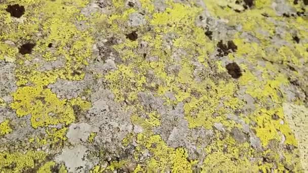 παλιό πέτρινο τοίχο με βρύα και λειχήνες - Πλάνα, βίντεο
