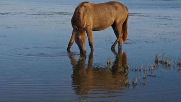 Cavalos de camargue brancos, Camargue, França - Filmagem, Vídeo