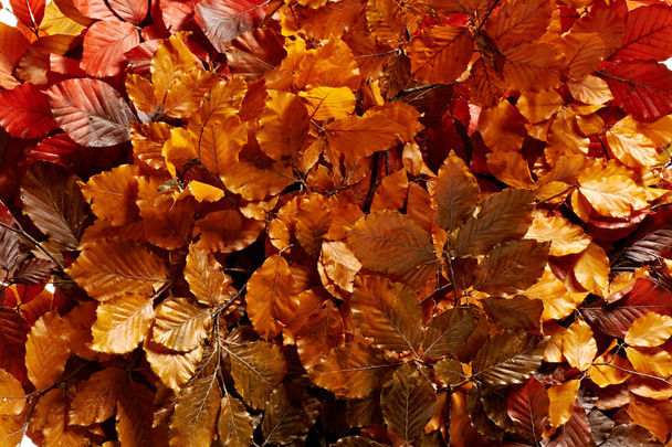 Background of bronzed autumn leaves - Φωτογραφία, εικόνα