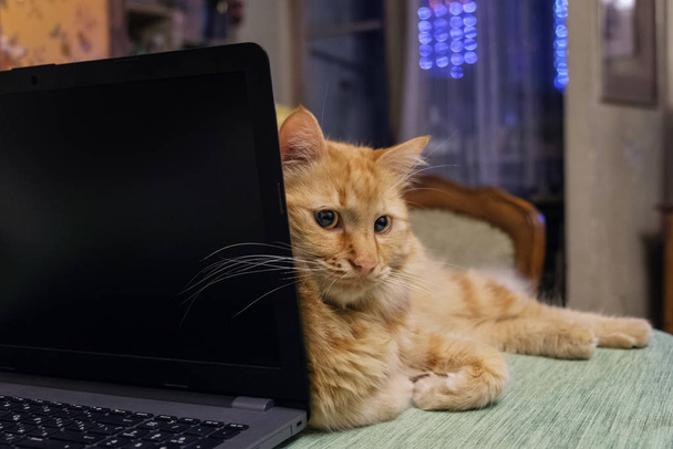 Ginger cat laying next to the laptop - Fotó, kép