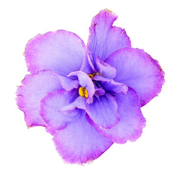 Saintpaulia ou Violette maison fleur de couleur rose-violet isolé sur fond blanc. Uzambar violet
. - Photo, image