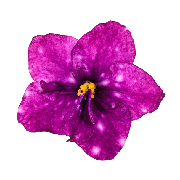 Saintpaulia ou roxo violeta maroon flor. Bela flor de Saintpaulia ou híbrido de violeta africana em um fundo branco
 - Foto, Imagem