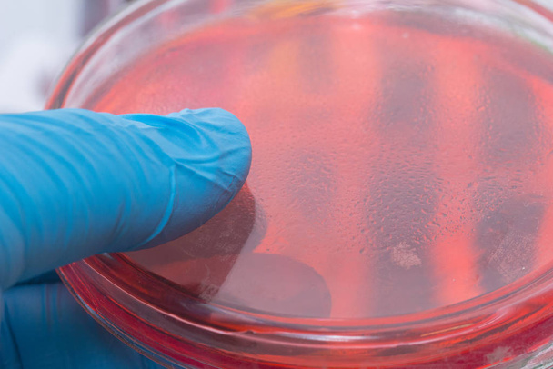 hand with glove holding red liquid in petri dish - Foto, Bild