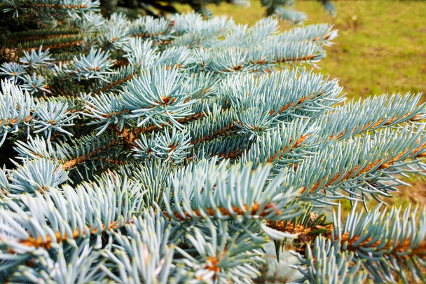 branch of blue picea pungens close up. - Photo, Image