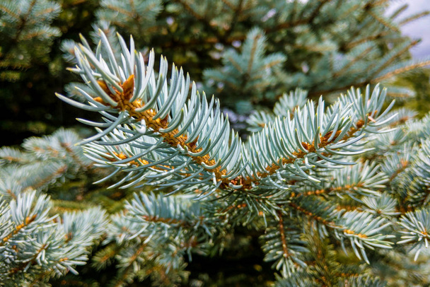 Branches and needles of the Blue Colorado Spruce Picea pungens Glauca Globosa. - Photo, Image