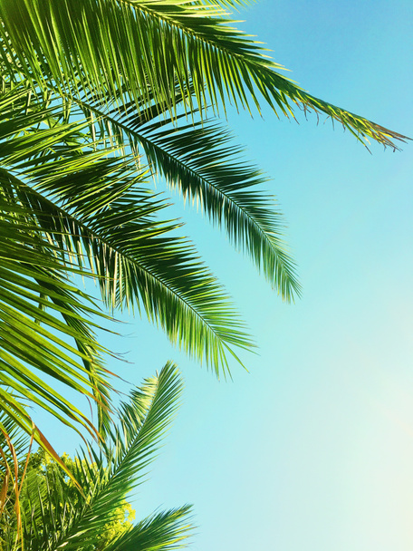 Palm tree leaves and the sky, summertime travel background - Photo, Image