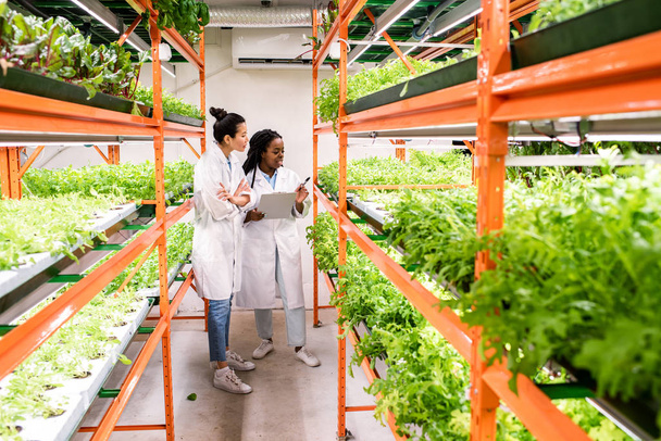 Fiatal interkulturális női kutatók csoportja, akik újfajta kertészeti növényeket tanulmányoznak az üvegházakban - Fotó, kép