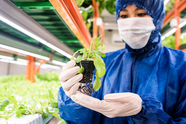 Gloved biologist in protective mask and coveralls holding small pot with green seedling of horticultural plant in greenhouse - 写真・画像