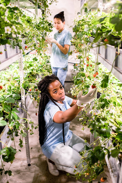 Afrikanerin in Handschuhen und Freizeitbekleidung betrachtet eine reife Erdbeere, während sie sich um grüne Pflanzen kümmert - Foto, Bild