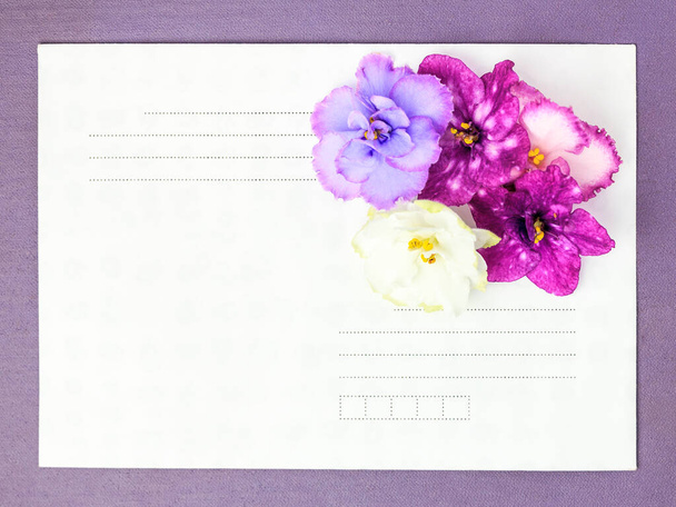 Paars frame rond een envelop met Saintpaulia bloemen - Foto, afbeelding