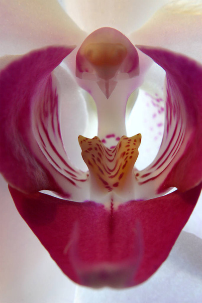 of preciezer falaenopsis - Foto, afbeelding