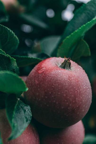 A vertical closeup shot of a red apple with green leaves covered with dewdrops - Zdjęcie, obraz