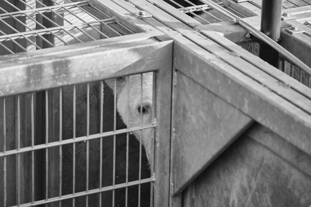 A high angle closeup greyscale shot of an animal under the iron cage - Photo, Image