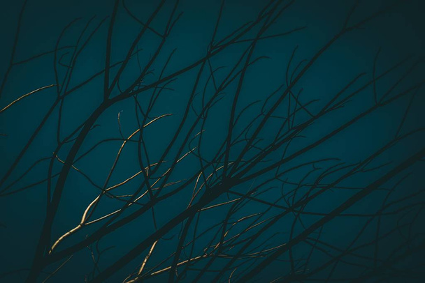 A leafless three with a dark blue background - great for a cool wallpaper - Fotoğraf, Görsel