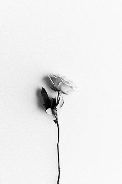 A vertical greyscale shot of a rose on a white background - Foto, immagini