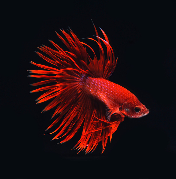 fiamma rossa siamese fighting fish - Foto, immagini