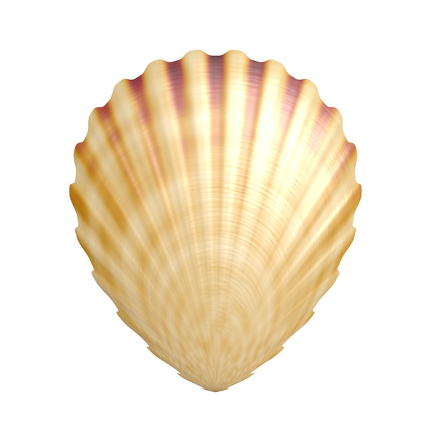 Sea shell - Fotó, kép
