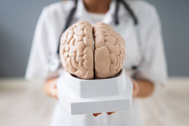 Close-up Of A Doctor's Hand Holding Human Brain Model - Zdjęcie, obraz