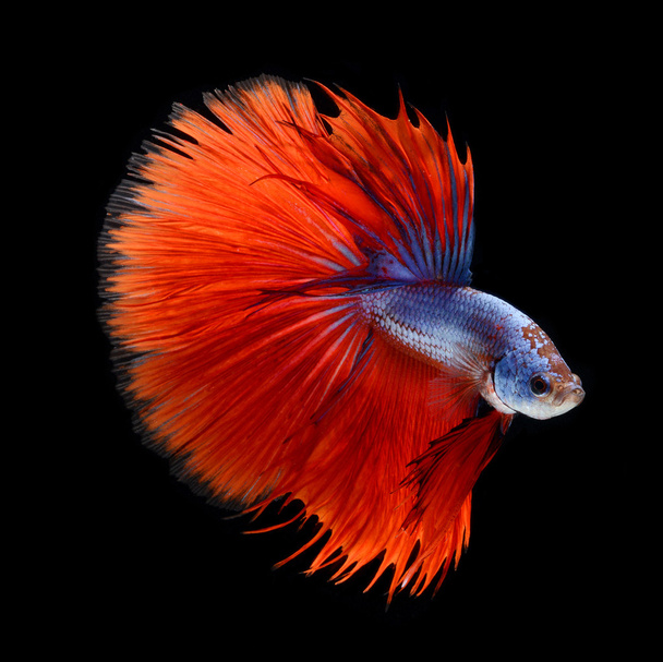 pez luchador rojo llama siamés - Foto, imagen