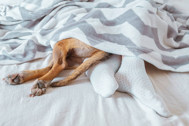 Human's and dog's legs sticking out of a blanket. Having a sleep-in, laziness concept: a pet and a human rest in a cozy clean bed together - Fotografie, Obrázek
